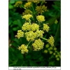 Levisticum officianale - Lubczyk ogrodowy - żółte, wys. 200, kw. 6 FOTO