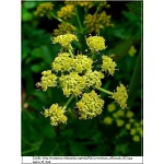 Levisticum officianale - Lubczyk ogrodowy - żółte, wys. 200, kw. 6 C1 xxxy