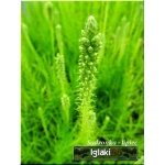 Liatris spicata Alba - Liatra kłosowa Alba - biały, wys 70, kw 7/9 C2
