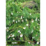 Liatris spicata Alba - Liatra kłosowa Alba - biały, wys 70, kw 7/9 FOTO