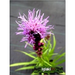 Liatris spicata Floristan Violet - Liatra kłosowa Floristan Violet - jasnofioletowa, wys 75, kw 7/9 C0,5
