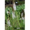 Liatris spicata Floristan White - Liatra kłosowa Floristan White - biała, wys. 70, kw. 6/9 C0,5 xxxy