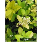 Ligustrum ovalifolium Aureum - Ligustr jajolistny Aureum C2 40-50cm