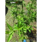 Ligustrum vulgare - Ligustr pospolity C2 60-80cm 