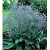 Limonium latifolium - Statice latifolia - Zatrwian szerokolistny - fioletowoniebieskie, wys. 60, kw. 6/7 C1,5