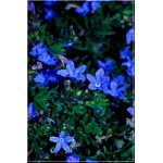 Lithodora diffusa Heavenly Blue - Litodora rozpierzchła Heavenly Blue - Nawrot rozpierzchły Heavenly Blue - niebieske, wys. 15, kw. 5/6 FOTO