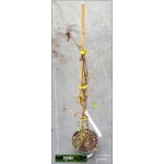 Lonicera heckrottii Goldflame - Wiciokrzew Heckrotta Goldflame - różowo-czerwone z żółtym C2 40-80cm