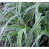 Luzula nivea Lucius - Kosmatka śnieżna Lucius - zielony liść, wys. 60, kw. 5/8 FOTO