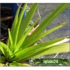 Luzula sylvatica - Kosmatka olbrzymia - zielone, wys. 80, kw. 4/5 FOTO