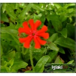 Lychnis chalcedonica Red - Firletka chalcedońska Red - ognisto-czerwona, wys 80, kw 6/8 FOTO