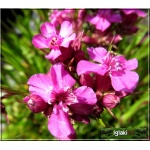 Lychnis viscaria Plena - Firletka smółka Plena - karminowo-różowa, wys 40, kw 5/7 FOTO