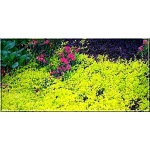 Lysimachia nummularia Aurea - Tojeść rozesłana Aurea - żółty, żółte liście, wys 10, kw 6/8 C0,5