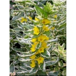 Lysimachia punctata Alexander - Tojeść Kropkowana Alexander - żółty, pstre liście, wys 60, kw 6/8 FOTO