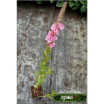 Lythrum salicaria Blush - Krwawnica pospolita Blush - różowe, wys. 90, kw. 7/9 C0,5