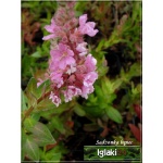 Lythrum salicaria Blush - Krwawnica pospolita Blush - różowe, wys. 90, kw. 7/9 FOTO