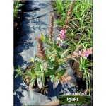 Lythrum salicaria Blush - Krwawnica pospolita Blush - różowe, wys. 90, kw. 7/9 FOTO