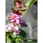 Lythrum salicaria Blush - Krwawnica pospolita Blush - różowe, wys. 90, kw. 7/9 C0,5
