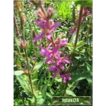 Lythrum salicaria - Krwawnica pospolita - różowe, wys. 100, kw. 7/8 FOTO
