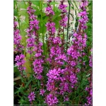 Lythrum virgatum Dropmore Purple - Krwawnica rózgowata Dropmore Purple - różowe, wys. 120, kw. 6/8 C0,5 zzzz xxxy