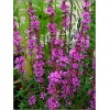 Lythrum virgatum Dropmore Purple - Krwawnica rózgowata Dropmore Purple - różowe, wys. 120, kw. 6/8 C2 zzzz xxxy