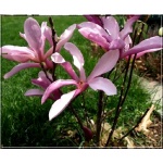 Magnolia Betty - Magnolia Betty - purpurowoczerwone C3 40-50cm 