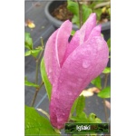 Magnolia liliflora Susan - Magnolia pośrednia Susan - ciemnoróżowe C_10 80-100cm