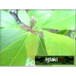 Magnolia liliflora Susan - Magnolia pośrednia Susan - ciemnoróżowe C2 20-60cm