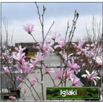 Magnolia loebneri Leonard Messel - Magnolia Loebnera Leonard Messel - różowo-białe FOTO