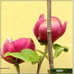Magnolia soulangeana Black Tulip - Magnolia Pośrednia Black Tulip - ciemnopurpurowe FOTO