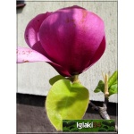 Magnolia soulangeana Black Tulip - Magnolia Pośrednia Black Tulip - ciemnopurpurowe C_20 _120-150cm