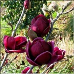Magnolia soulangeana Genie - Magnolia pośrednia Genie - ciemnoczerwone FOTO 