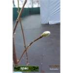 Magnolia soulangeana Genie - Magnolia pośrednia Genie - ciemnoczerwone C_25 _150-180cm