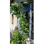 Magnolia soulangeana Genie - Magnolia pośrednia Genie - ciemnoczerwone C_25 _150-180cm