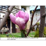 Magnolia soulangeana - Magnolia Soulange\'a - Magnolia pośrednia - biało-różowe C_10 40-60cm