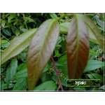 Magnolia soulangeana - Magnolia Soulange\'a - Magnolia pośrednia - biało-różowe C_10 40-60cm