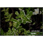 Mentha gracilis Variegata - Mięta imbirowa Variegata - fioletowe, wys. 45, kw. 6/8 C0,5