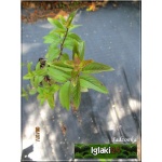 Mentha piperita Citaro - Angielska mięta pieprzowa Citaro - typ mitcham, ciemnozielone gładkie liście C0,5 