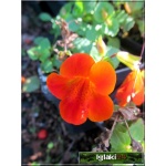 Mimulus hybridus Orange - Kroplik ogrodowy Orange - pomarańczowy, wys. 10, kw 7/8 FOTO 