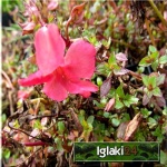 Mimulus hybridus Pink - Kroplik ogrodowy Pink - różowy,  wys. 10, kw 7/8 FOTO 