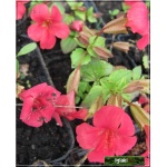 Mimulus hybridus Pink - Kroplik ogrodowy Pink - różowy,  wys. 10, kw 7/8 FOTO 