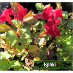 Mimulus hybridus Red - Kroplik ogrodowy Red - czerwony, wys. 10, kw 7/8 FOTO 