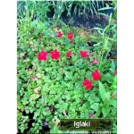 Mimulus hybridus Red - Kroplik ogrodowy Red - czerwony, wys. 10, kw 7/8 FOTO 