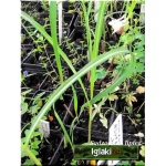 Miscanthus sinensis Blutenwunder - Miskant chiński Blutenwunder - wys. 220, kw 8/9 FOTO