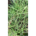 Miscanthus sinensis Kleine Silberspinne - Miskant chiński Kleine Silberspinne - wąski zielony liść, wys. 50/100, kw 9 FOTO