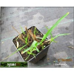 Miscanthus sinensis Malepartus - Miskant chiński Malepartus - szerokie zielone kuliste kępy, wys 200, kw 8/11 czerwonoróżowe FOTO
