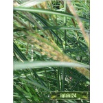 Miscanthus sinensis - Miskant chiński - szeroki zielony liść, wys. 200, kw 9 FOTO 