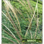 Miscanthus sinensis - Miskant chiński - szeroki zielony liść, wys. 200, kw 9 FOTO 