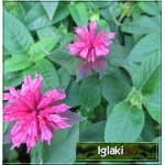 Monarda didyma Pink Lace - Pysznogłówka szkarłatna Pink Lace - ciemno liliowy, wys. 25/35, kw 6/9 C2