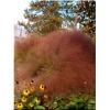 Muhlenbergia capillaris - Trawa włosowata - Przyostnia włosowata - zielony liść, różowe wiechy, wys. 90, kw. 8/9 FOTO