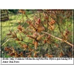 Myrica gale - Woskownica europejska - kremowe, czerwone FOTO